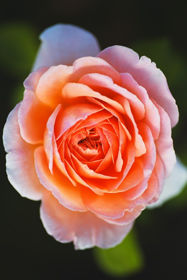 Bold Orange Rose by Joy Watson